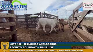 LOTE 107   12 MACHOS ANELORADOS