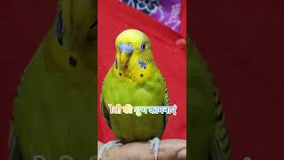 Happy Holi #shorts #tamedbirds #holi #holiwish #happyholi #pets @tweetymasti