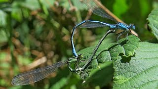 Azúrkék légivadászok násza - Coenagrion puella couple mating