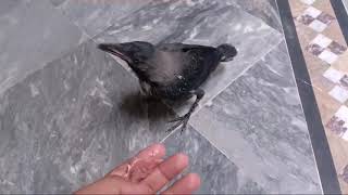 Crow (kawwa) feeding time 1st step || kawy ko q log as a pet nai rakhty🤔