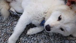 우리집허스키(husky) 순복이 독사( poisonous snake)에 물렸습니다. 급하게 병원 다녀왔습니다.