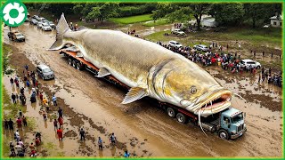 Terrible Off-Road Truck: You Will Be Shocked Heavy Machinery Jaw Dropping Dangerous Transport Skills