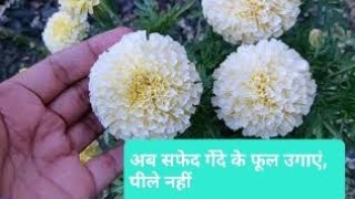 73. सफेद.गेंदे का फूल कैसे लगाएं और उसकी देखभाल कैसे करे | White Vanilla Marigold | #WhiteMariGold