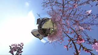 乙川葵桜をinsta360 ONE R で撮影しました(FHD)(2021.03.01)