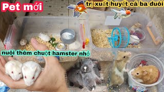 Pet mới, nuôi thêm chuột hamster NHỎ và hành trình trị xuất huyết cá ba đuôi / Bảo pet