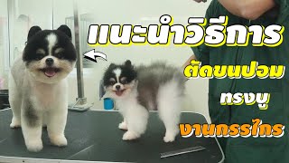 แนะนําวิธีการ ตัดขนหมาปอมทรงบู งานกรรไกรทั้งตัว/how to pomeranian hair cut teddy bear style🐼✂️