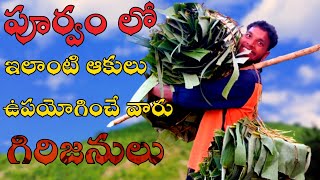 గిరిజనులు పూర్వం లో వీటినే ఎక్కువగా ఉపయోగించే వారు|wild leaf|old leaf use tribes|girijana jeevanam