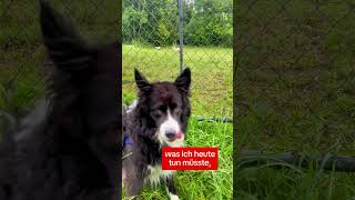 Zum Glück haben meine Vorfahren den Beruf gewechselt #zürich #schweiz #jobwechsel #bordercollie