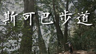 登山健行8👉中部斯可巴步道，探訪巨木五葉松媽媽及八壯士巨松，台中谷關親子旅遊景點推薦| Taiwan Hiking Trail