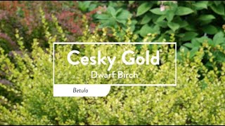 30 Seconds with Cesky Gold®