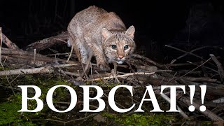 Bobcat Crosses Beaver Dam | DSLR Camera Trap