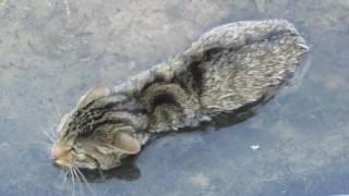 Rescate y liberación de un gato montés de una balsa de riego de la Ribera.