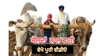 ਝੋਨਾ ਲਗਾਉਣ ਲਈ ਬਲਦਾਂ ਨਾਲ ਕੱਦੂ ਕਰਦਾ 70 ਸਾਲ ਦਾ ਬਜੁਰਗ ।  #viral #youtube #video #lahoriye di kalam