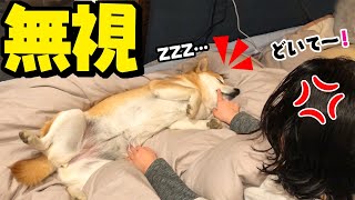 押しても突っついても娘の布団を占領する柴犬