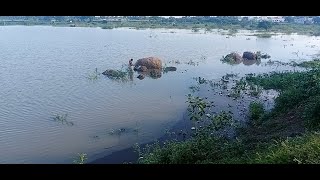 Anuppankulam Kanmai Today water level | இன்று அனுப்பன்குளம் கண்மாய் நீரளவு