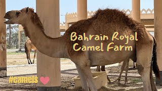 Bahrain Royal Camel Farm - Camel Vibes