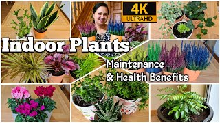 Best Low Light Indoor Plants/Healthiest House Plants/Indoor Plants Care Tips \u0026 Hacks/Malayalam@JAANS