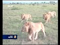 kenyan community kills 6 stray lions