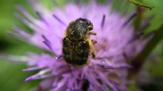 花にきたヒメトラハナムグリ Trichius　succinctus