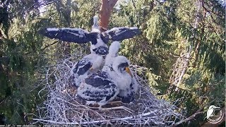 Melnais stārķis~Storklet is doing wing exercises~2018/06/20