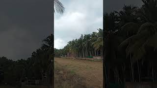 Coconut trees houses nature beauty Thirunavaya