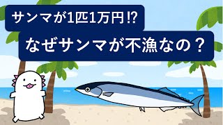 サンマが1匹1万円⁉︎　サンマが不漁な理由‼︎