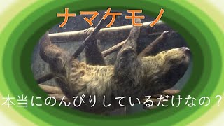 ナマケモノって本当に怠け者？