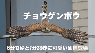 チョウゲンボウ 幼鳥達と親の行動