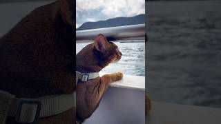 Un gatto sul traghetto ⛴️ per Como.