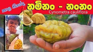 Fruits of Ceylon -  Naminan - නමිනං / නංනං