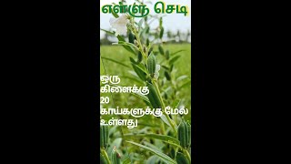 எள்ளு செடி #விவசாயம் | ஒரு கிளைக்கு 20 காய்களுக்கு மேல் உள்ளது | sesame agriculture | #shorts