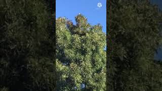 I recorded this thankfully because the end is funny watch tell the end.