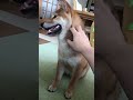 アゴの下を撫でられる柴犬