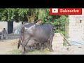 jafarabadi buffalo topli buffalo cow