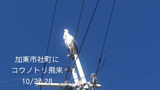 コウノトリ飛来　加東市社町家原2020.10.27〜28