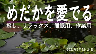 めだかを愛でる　癒し　リラックス　睡眠用　作業用