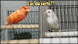 Acasalamento de canário de Cor VS Porte - Espanhola, vermelho e branco