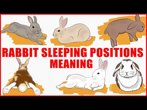 What is the rabbit position?