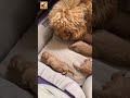 newborn puppies sound ❤️ puppies crying shorts