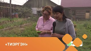 «Тиэргэн» биэриигэ: Марха оҕуруотчуттара Аргуновтарга (12.08.21)