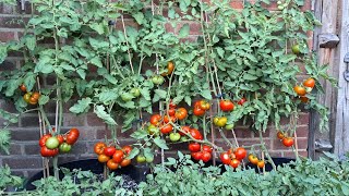 มาเก็บมะเขือเทศดกๆ พร้อมดูมะเขือเทศ 4 สายพันธุ์ 🍅🍅🍅 Harvest tomatoes in my back garden (6 Jul. 22)