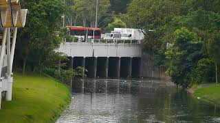 新加坡郊区野生動物_水獭 City In Nature _ Smooth-coated Otters In Singapore _ 28feb2023  8.17am