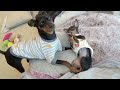 飼い主に深い愛情をみせる犬【ミニピン】