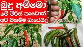 බුදු අම්මෝ මෙහෙමත් සැරක් මේවා කෑවොත් අපි මැරෙයිද කොච්චි මිරිස්