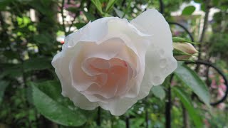 小さな窓の花ごよみ 1797 素敵な薔薇 ドミニク・ロワゾ－♪カヴァレリア・ルスティカーナより 間奏曲♪