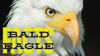 13 Fascinating Facts About Bald Eagles