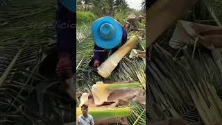 Thu hoạch củ hủ dừa ? #coconut #dừa #farming