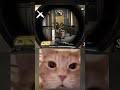 codm cat laugh 😂😹 funny clip gaming codm codmobile shorts