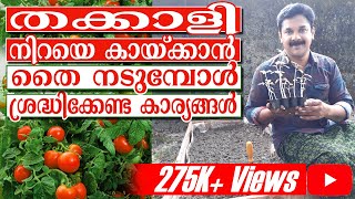 Tomato Cultivation I തക്കാളി നിറയെ കായ്ക്കാൻ തൈ നടുമ്പോൾ ശ്രദ്ധിക്കേണ്ട കാര്യങ്ങൾ I Deepu Ponnappan