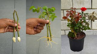 How to Grow Roses from Cuttings - Easy Way